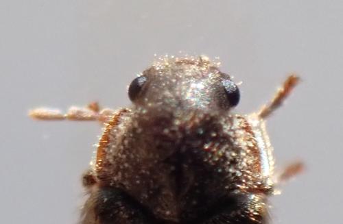 Réf. 341 891 : Hyperisus plumbeum